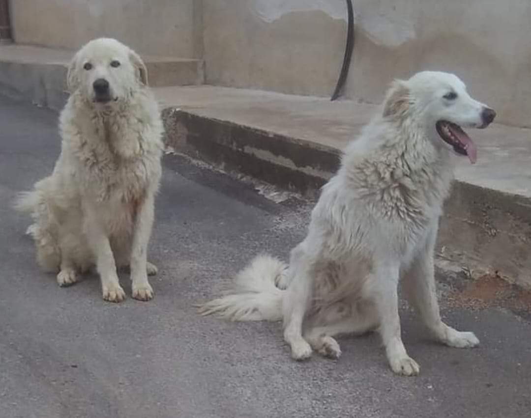 Orrore a Mazara del Vallo: animalisti di tutta Italia protestano