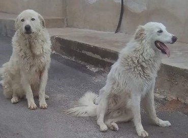 Orrore a Mazara del Vallo: animalisti di tutta Italia protestano