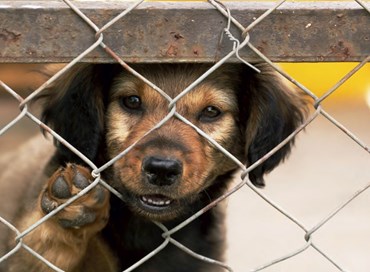 Obiettivo Muratella: primo Ospedale veterinario pubblico