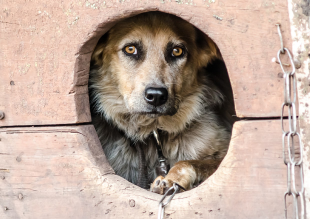 Maltrattamenti sugli animali, approvata la legge Brambilla 