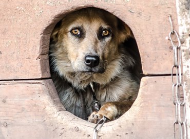 Maltrattamenti sugli animali, approvata la legge Brambilla