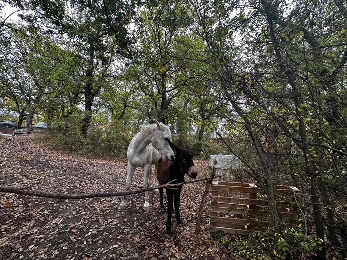 Quando i tribunali sostituiscono la famiglia 