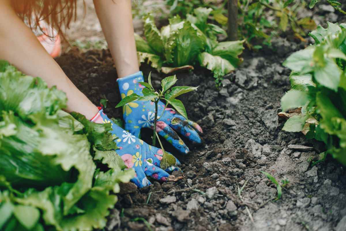 Concimi per orto e giardino, i consigli pratici che servono sempre