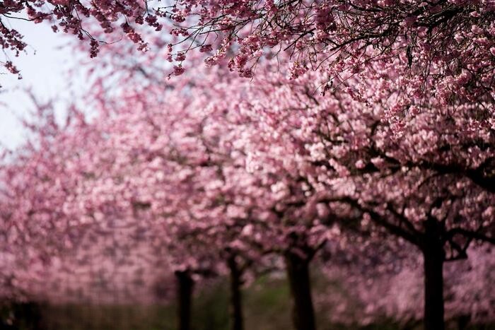 Taccuino Liberale. Pasqua con chi vuoi e dopo con i liberali 