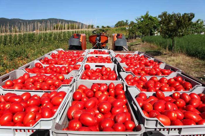 Il pomodoro italiano non chiede favori, chiede regole uguali