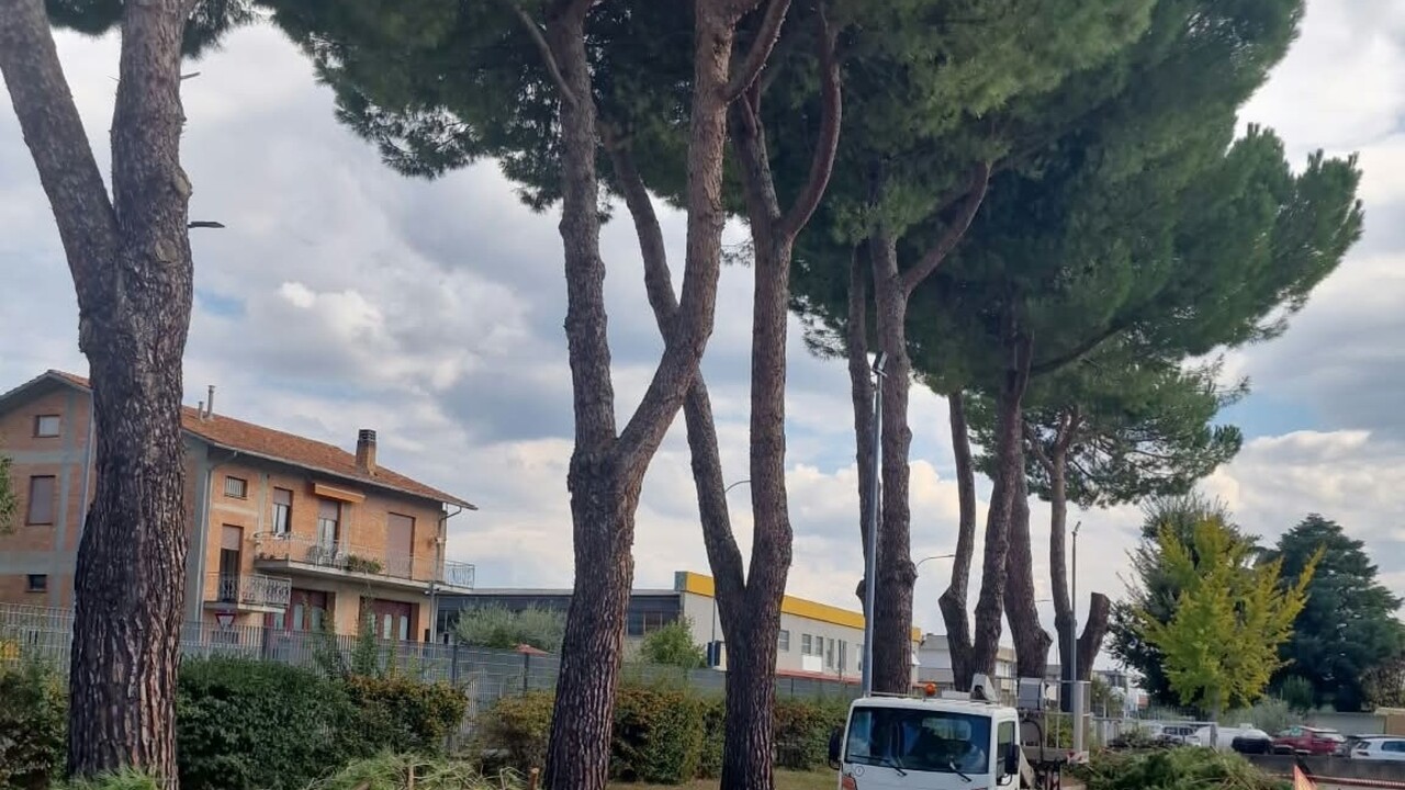 L’eterno tramonto dei pini di Roma